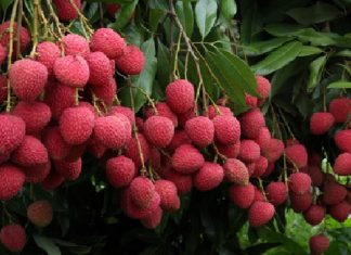 Lychee