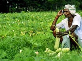 केवीके को किसानों को बीज और अन्य सहायता उपलब्ध कराने के निर्देश Agriculture News