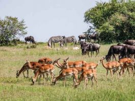 बेजुबान पशुओें के स्वास्थ्य के प्रति उदासीनता Apathy towards the health of poor animals
