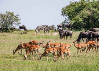 Apathy towards the health of poor animals