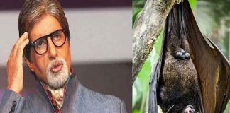 Bats sneak into Amitabh Bachchan's house