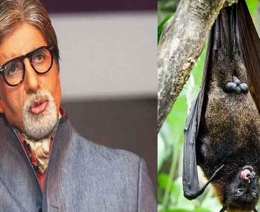 Bats sneak into Amitabh Bachchan's house
