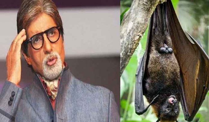 Bats sneak into Amitabh Bachchan's house