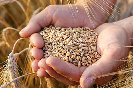 Crop Production