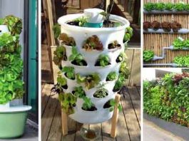 Kitchen Gardening Tips in Hindi - Sach Kahoon