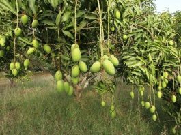 Demand of Mango