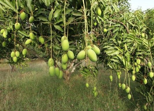 जर्दालू आम की भारी मांग, यातायात के साधनों की कमी से आपूर्ति पर असर Demand of Mango