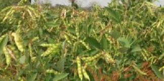 Pigeonpea Crop