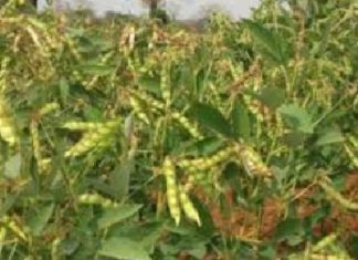 Pigeonpea Crop