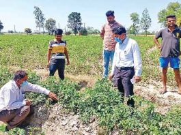 Tomato Crop