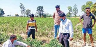 Tomato Crop