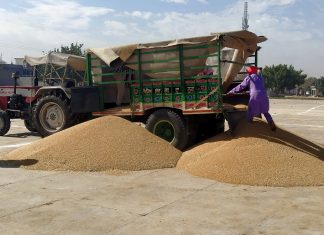 चुनौतियों के बावजूद पंजाब में गेहूँ की खरीद सौ लाख के पार Wheat Purchase
