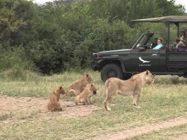 लायन सफारी में कोरोना वायरस से बचाव की कि जाये व्यवस्था : सिंह Lion Safari