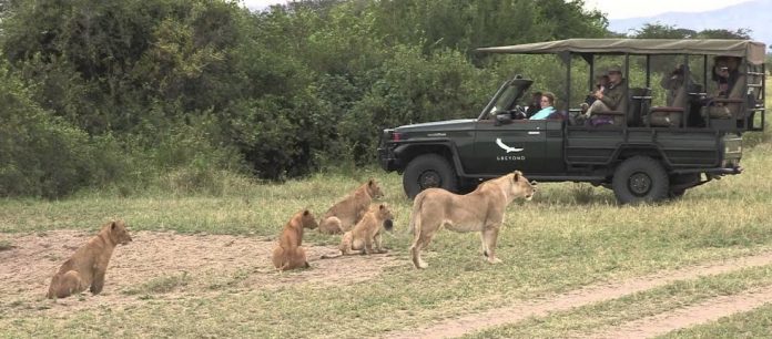 Lion Safari