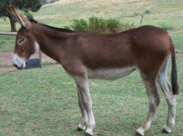 Donkey is able to hear another donkey from a distance of 96 kilometers