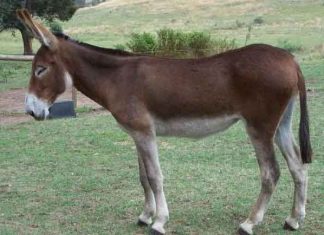 Donkey is able to hear another donkey from a distance of 96 kilometers