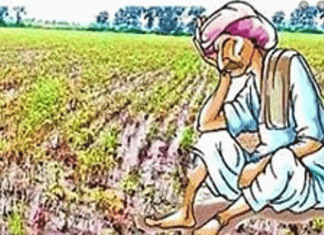 Double hit on farmers crop money not even received, loss of interest of 50 lakhs suffered daily