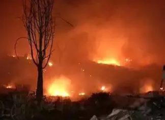 Fire in California Forest