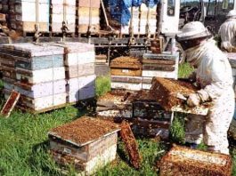 Honey production increased