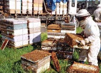 Honey production increased