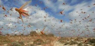 Locust Control