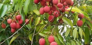 Lychee Export