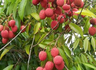 Lychee Export