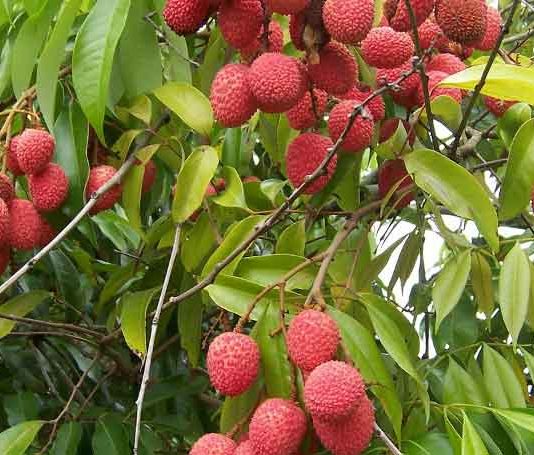Lychee Export