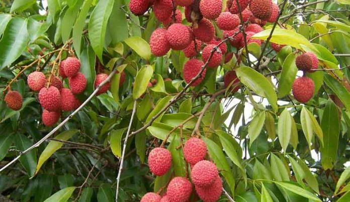 Lychee Export