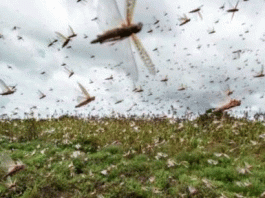 The locust party is also a corona-like threat to us