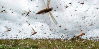 The locust party is also a corona-like threat to us