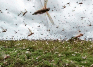 हमारे लिए टिड्डी दल भी कोरोना जैसा खतरा’ The locust party is also a corona-like threat to us