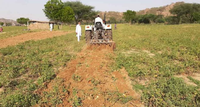 Tomato growers warning