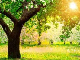 कविता Poem