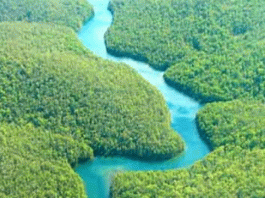 A forest with more than half of it in Bangladesh