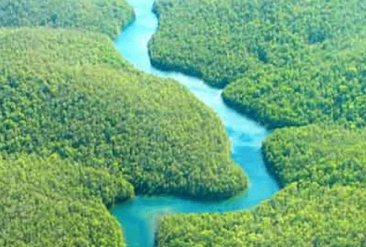 A forest with more than half of it in Bangladesh