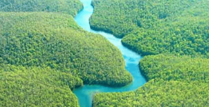 A forest with more than half of it in Bangladesh