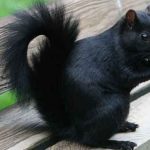 Black Squirrels