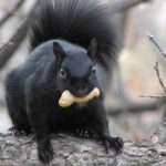 Black Squirrels