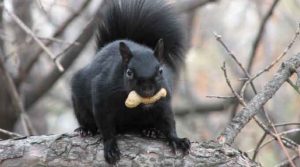 Black Squirrels
