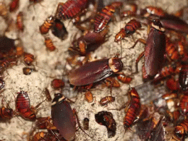एक महीना बिना कुछ खाए रह सकते हैं काकरोच Cockroaches can last up to a month without eating anything - Sach Kahoon