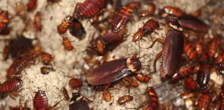 Cockroaches can last up to a month without eating anything - Sach Kahoon