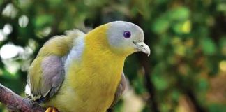 Green Pigeon