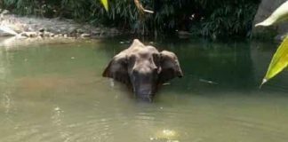 Kerala Female Elephant