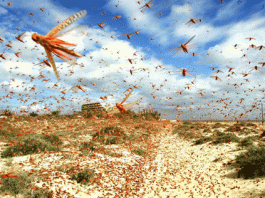 Locust and other pests also do migration trips