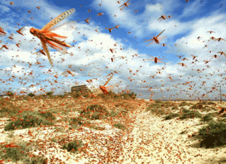 Locust and other pests also do migration trips