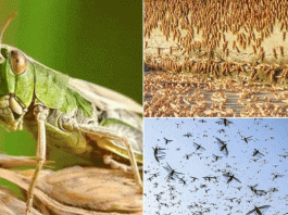 मानसून से पहले टिड्डियों को भगाना होगा Locusts have to be repelled before the monsoon