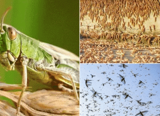 Locusts have to be repelled before the monsoon