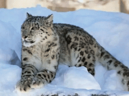 Number of 54 snow leopards recorded in mountainous regions of Himachal Pradesh