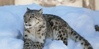 Number of 54 snow leopards recorded in mountainous regions of Himachal Pradesh
